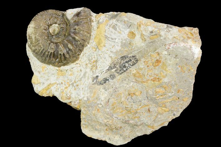 Ammonite Fossil - Boulemane, Morocco #122429